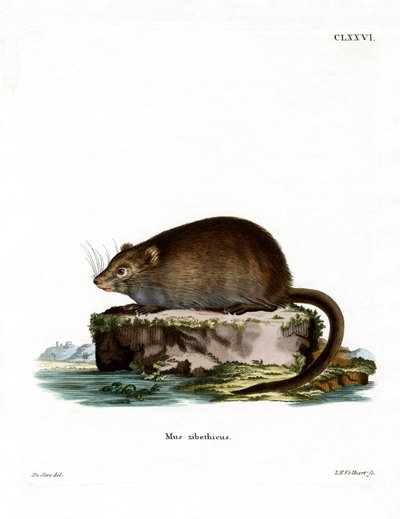 bisamråtta (färgad gravyr) av German School