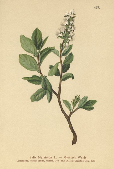 Myrtenpil (Salix Myrsinites) av German School