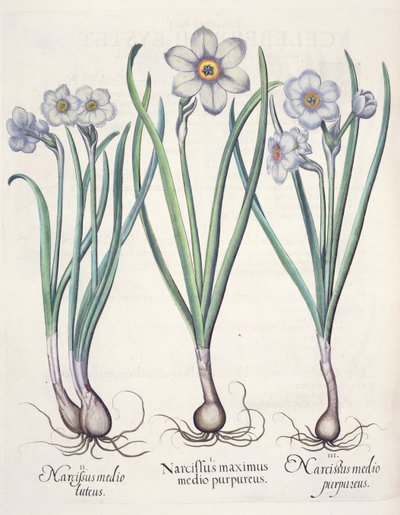 Narcissus: 1. Narcissus den största bland de lila; 2. Narcissus i mitten; 3. Narcissus purpureus, från Hortus Eystettensis av Basil Besler (1561-1629), pub. 1613 av German School