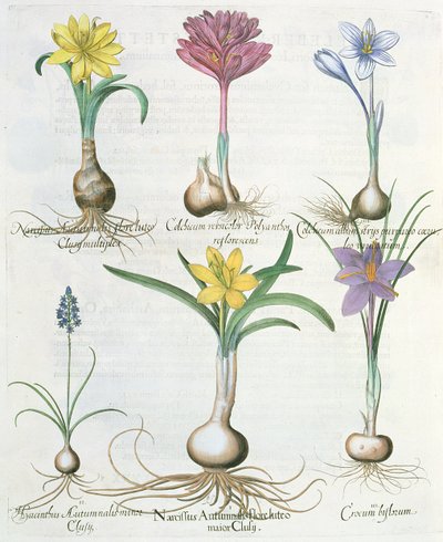 Narcisser, krokusar och hyacint: 1. Narcissus autumnalis; 2. Hyacinthus autumnalis; 3. Crocum biflorum; 4. Colchium album; 5. Colchium versicolor; 6. Narcissus autumnalis, från Hortus Eystettensis av Ba av German School
