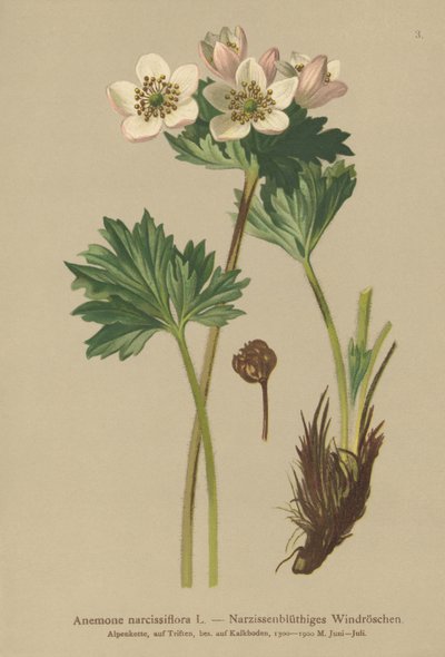 Narcissusblommande anemone (Anemone narcissiflora) av German School