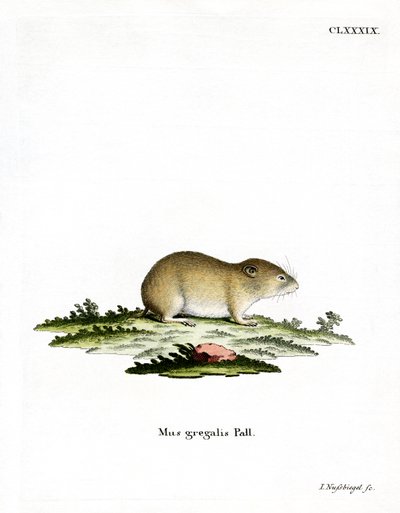 Smalhårig sork (färgad gravyr) av German School