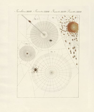 Spindelns naturhistoria av German School