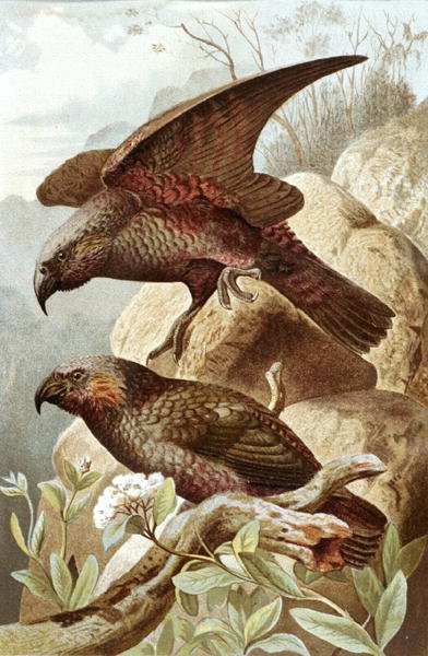 Nestor Parrot, tallrik från "Brehms Tierleben: Allgemeine Kunde des Tierreichs", vol.5, s.382, utgiven av Bibliographisches Institut av German School