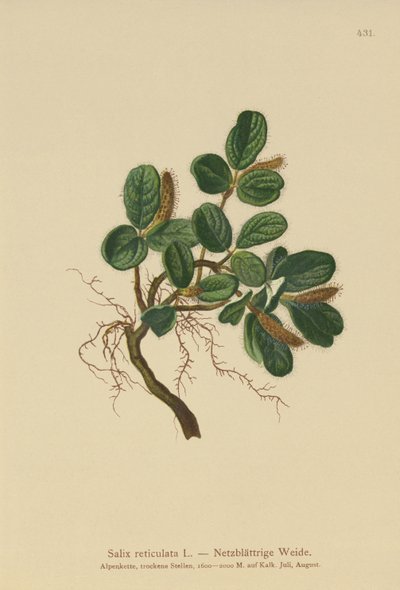 Nätbladig pil (Salix reticulata) av German School
