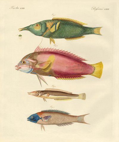 Nyupptäckt fisk (färgad gravyr) av German School