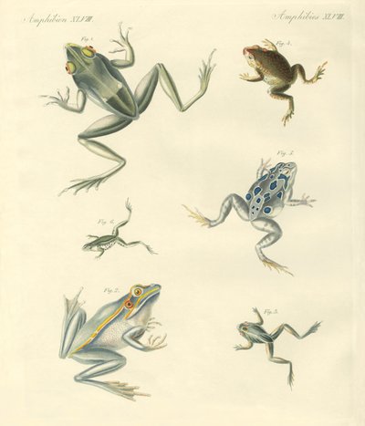 Nyupptäckta grodor och paddor (färgad gravyr) av German School