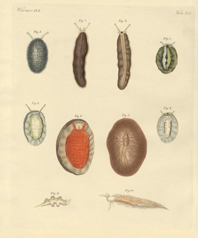 New-foundes maskar (färgad gravyr) av German School