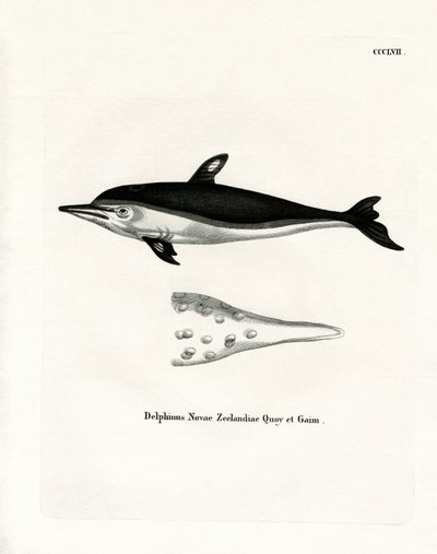 New Zealand Dolphin (färgad gravyr) av German School