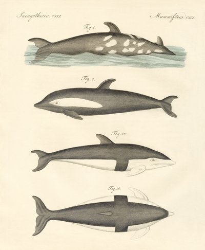 Nya delfiner (färgad gravyr) av German School