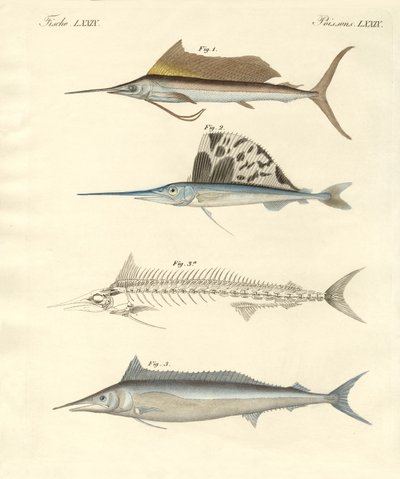 Ny makrillliknande fisk (färgad gravyr) av German School