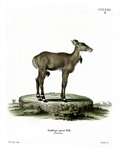 Nilgai (färgad gravyr) av German School