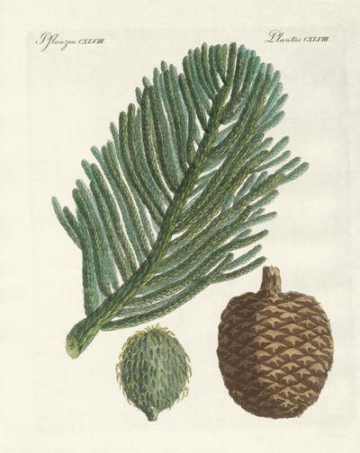 Norfolk Island Pine (färgad gravyr) av German School