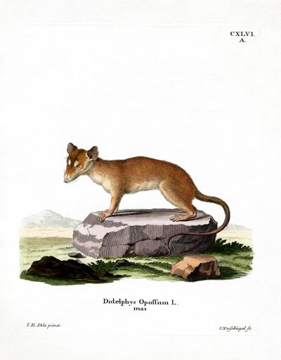 North American Opossum (coloured engraving) av German School