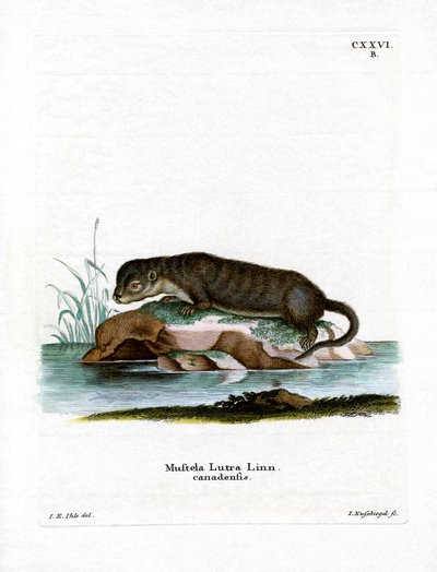 North American Otter (färgad gravyr) av German School