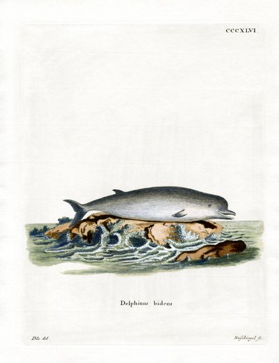 Northern Bottlenose Whale (färgad gravyr) av German School