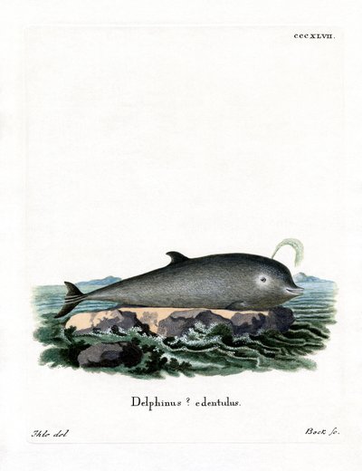 Northern Bottlenose Whale (färgad gravyr) av German School