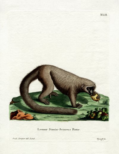 Northern Olingo (färgad gravyr) av German School