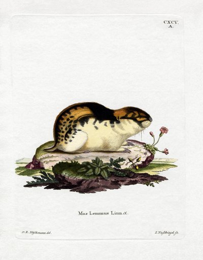 Norway Lemming (färgad gravyr) av German School