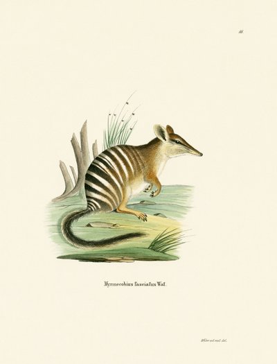 Numbat (färgad gravyr) av German School
