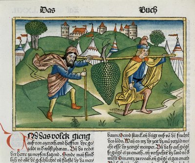 Nummer 13 23 Eschols druvor, från Nürnbergbibeln (Biblia Sacra Germanaica) (färgat träsnitt) av German School