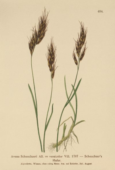Havregräs (Avena Scheuchzeri, Avena versicolor, Avena alpina) av German School