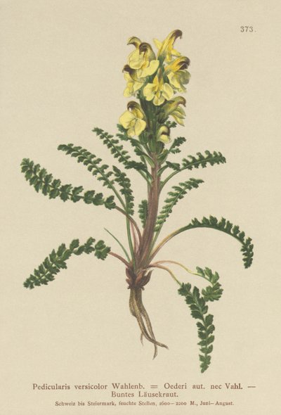 Oeders lusseört (Pedicularis versicolor, Pedicularis Oederi) av German School