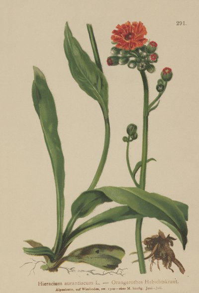 Orange hökgräs (Hieracium aurantiacum, Hieracium brunneocroceum, Pilosella aurantiaca) av German School