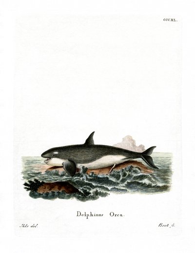 Orca (färgad gravyr) av German School
