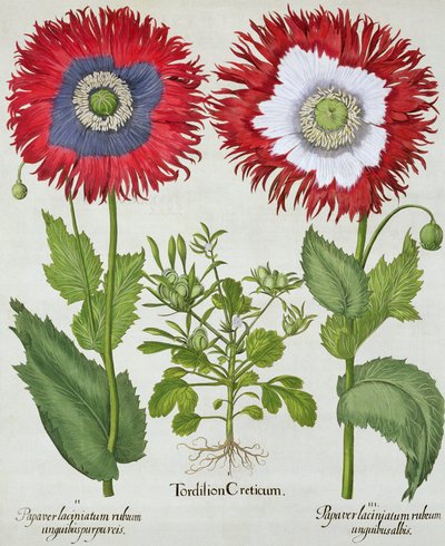Prydnadsvallmo, från Hortus Eystettensis av Basil Besler (1561-1629), pub. 1613 av German School