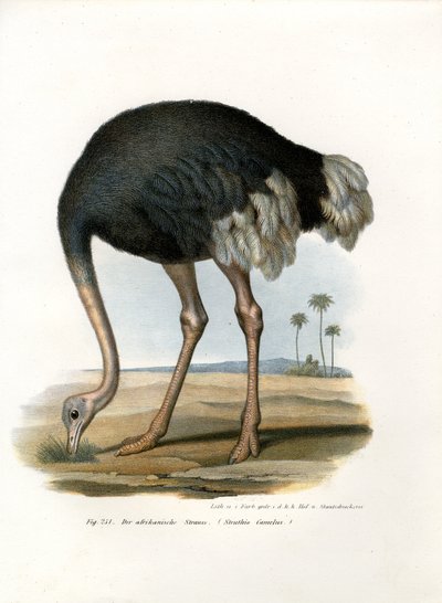 Struts, 1864 av German School