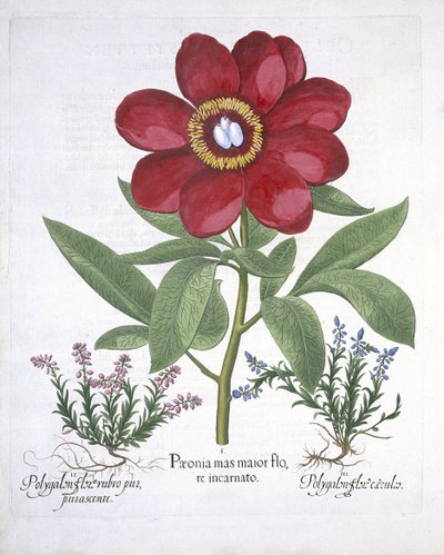 Paeony och två polygaloner, från Hortus Eystettensis, av Basil Besler (1561-1629) pub. 1613 (handfärgad gravyr) av German School