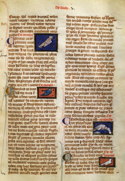Sida från De Natura Rerum om fåglar, av Albertus Magnus (cirka 1200-1280) av German School