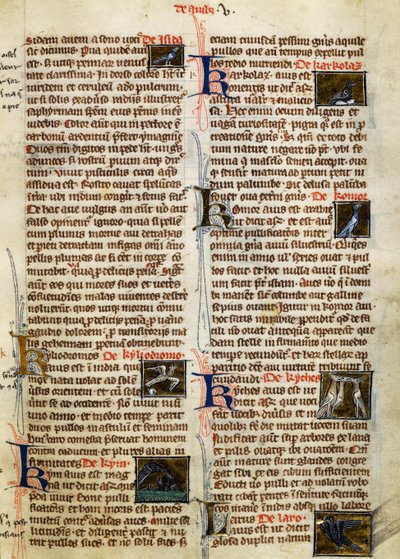 Sida från De Natura Rerum om fåglar, av Albertus Magnus (cirka 1200-1280) av German School