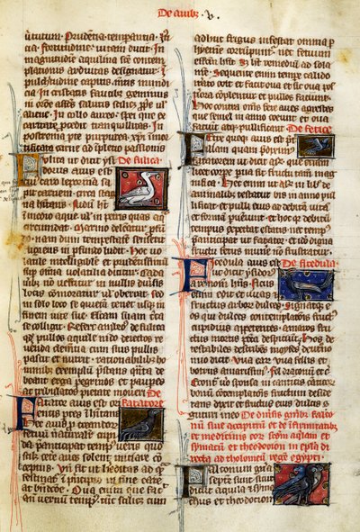 Sida från De Natura Rerum om fåglar, av Albertus Magnus (cirka 1200-1280) av German School