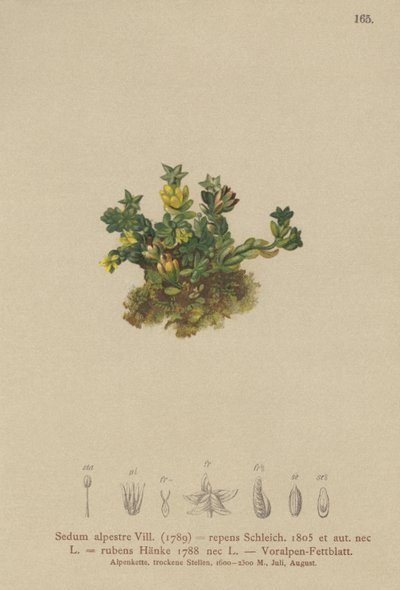 Blek stengröda (Sedum alpestre, Sedum repens, Sedum rubens) av German School