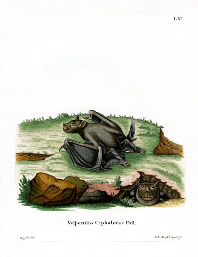 Pallas tubnosade fladdermus (färgad gravyr) av German School