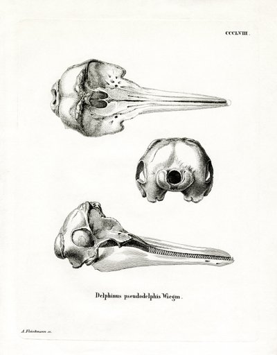 Pantropisk fläckig delfinskalle (färgad gravyr) av German School