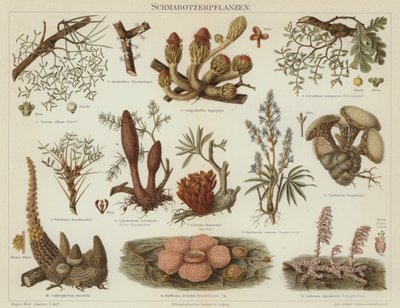 Parasitiska växter (färg litho) av German School
