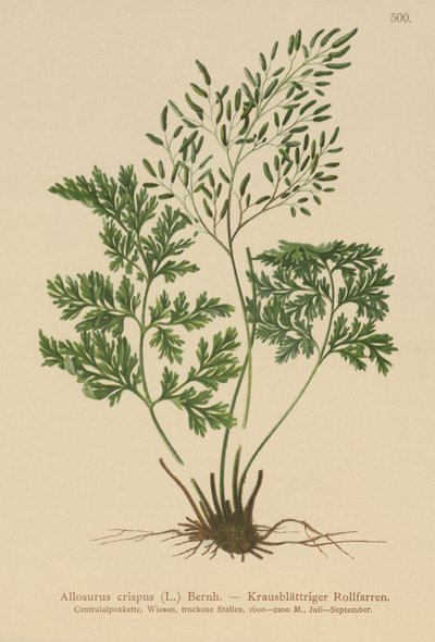 Persilja Ormbunke (Allosurus crispus, Cryptogramma crispa, Osmunda crispa, Allosorus crispus) av German School