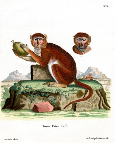 Patas Monkey (färgad gravyr) av German School