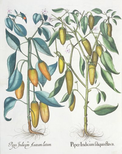 Paprika: 1. Piper indisk gul 2. Piper Indicum aureum latum, från Hortus Eystettensis av Basil Besler (1561-1629), pub. 1613 av German School