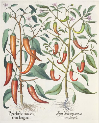 Paprika: 1. Piper Indicum longum; 2. Piper Indicum minus recurvis filiquis, från Hortus Eystettensis av Basil Besler (1561-1629), pub. 1613 av German School