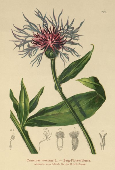 Perenn blåklint (Centaurea montana) av German School
