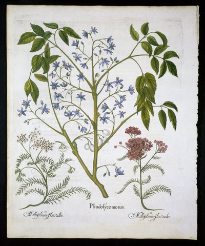 Persisk lila eller Pride of India, och Achillea Millefolium (Soldiers Woundwort) tallrik 136 från Hortus Eystettensis av Basil Besler (1561-1629) pub 1613 (handfärgad gravyr) av German School