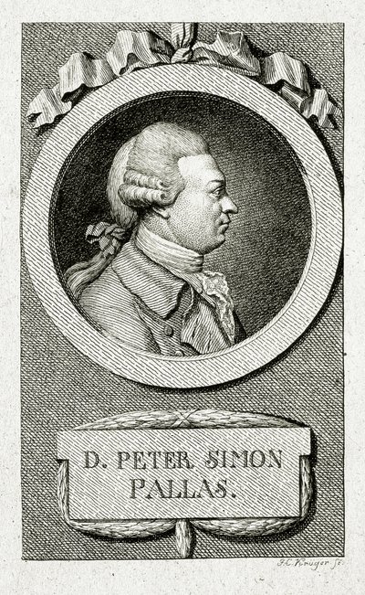 Peter Simon Pallas. (1741 – 1811) (Linjestick) av German School
