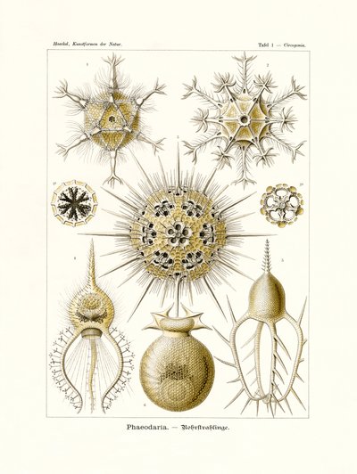 Phaeodaria, 1899-1904 av German School
