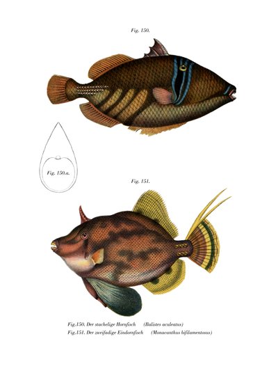 Picasso fisk (färg litho) av German School