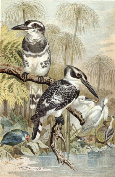 Pied Kingfisher, tallrik från "Brehms Tierleben: Allgemeine Kunde des Tierreichs", vol.5, s.60, utgiven av Bibliographisches Institut av German School