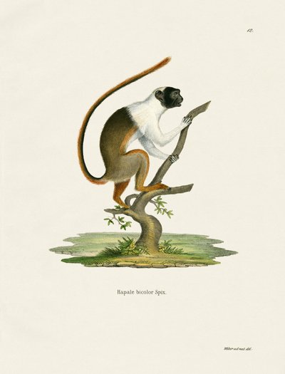 Pied Tamarin (färgad gravyr) av German School